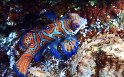 Kaleidoscope of colors-Forgotten Islands, Banda Sea and Wakatobi Nov 2022
