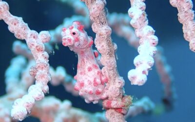 Raja Ampat does it again!