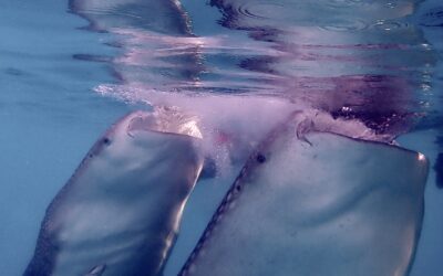 Whale Sharks of Cenderawasih, Reefs of Sulawesi!