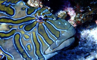 Sea Lions, Whale Sharks and Mobulas of the Sea of Cortez!